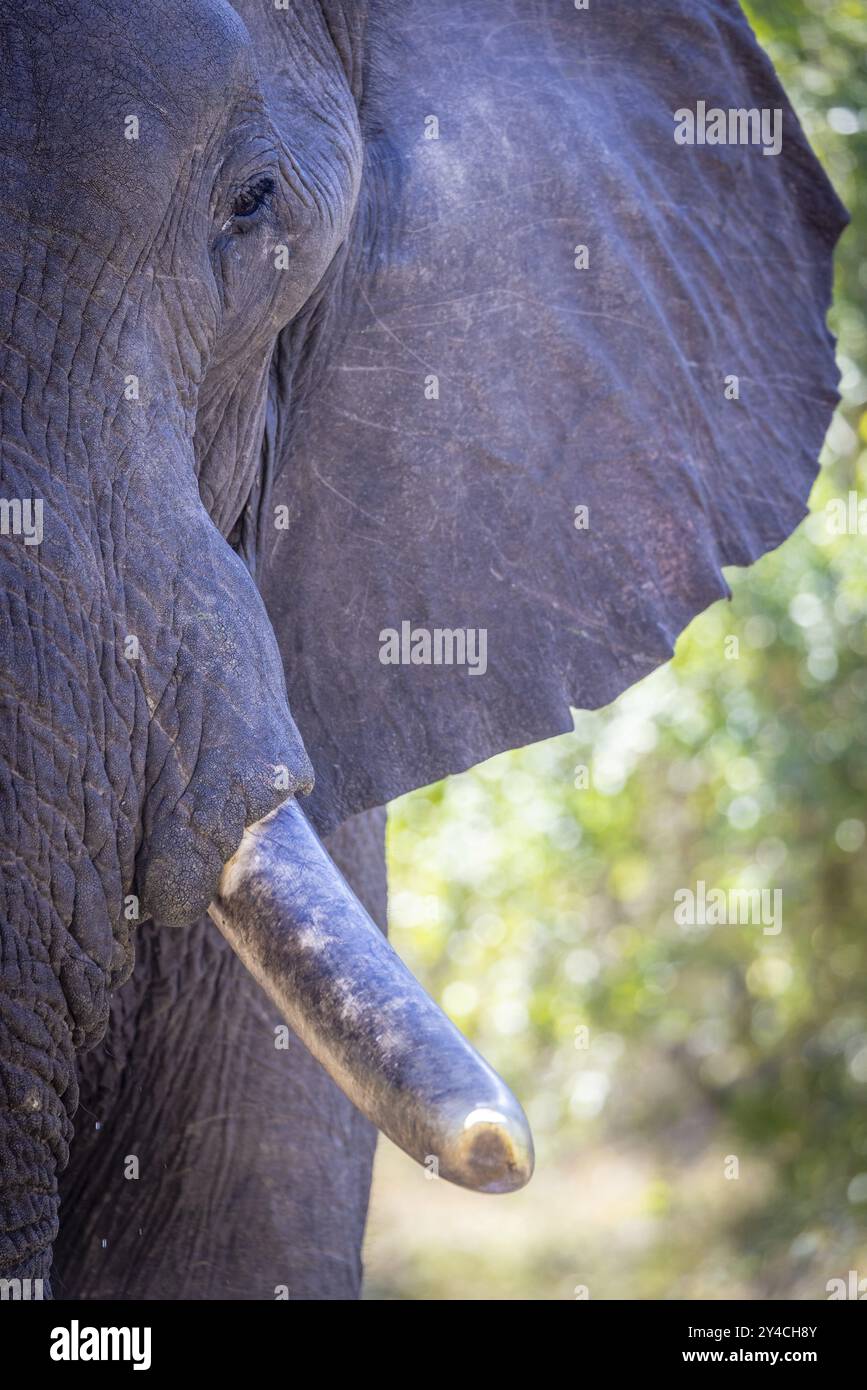 Elefante africano (Loxodonta africana) ritratto, dettaglio, primo piano, Manyeleti Game Reserve, Sudafrica, Africa Foto Stock