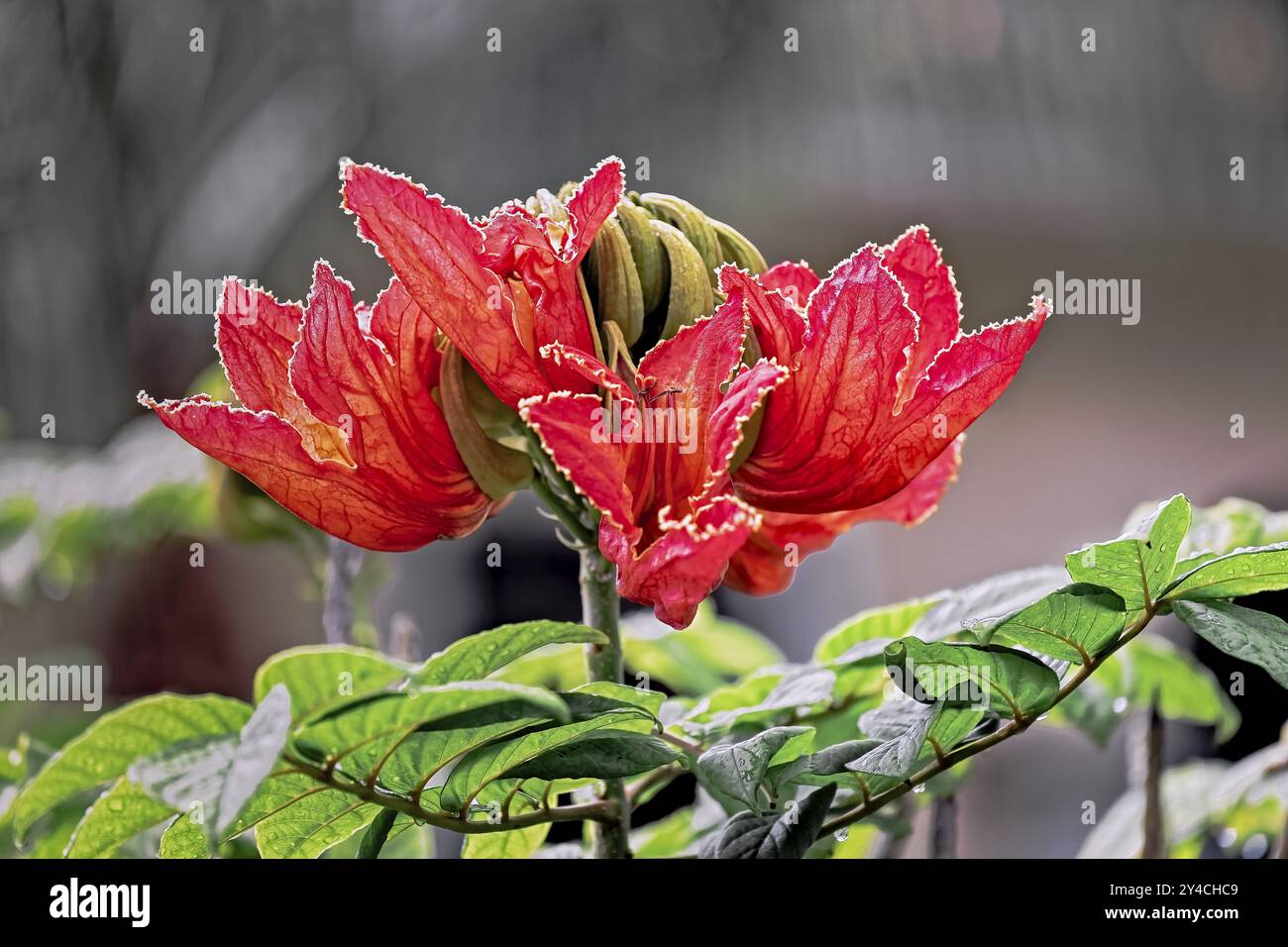 Tulipanulata africana, Spathodea campanulata Foto Stock