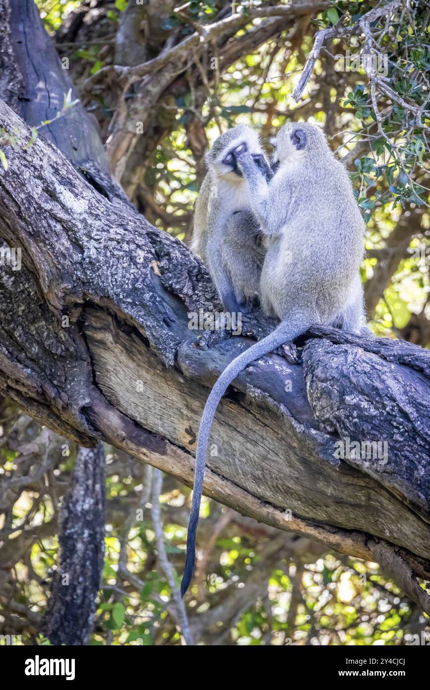Due scimmie di Vervet (Chlorocebus pygerythrus) sedute sull'albero e in agguato, riserva di caccia di Manyeleti, Sudafrica, Africa Foto Stock