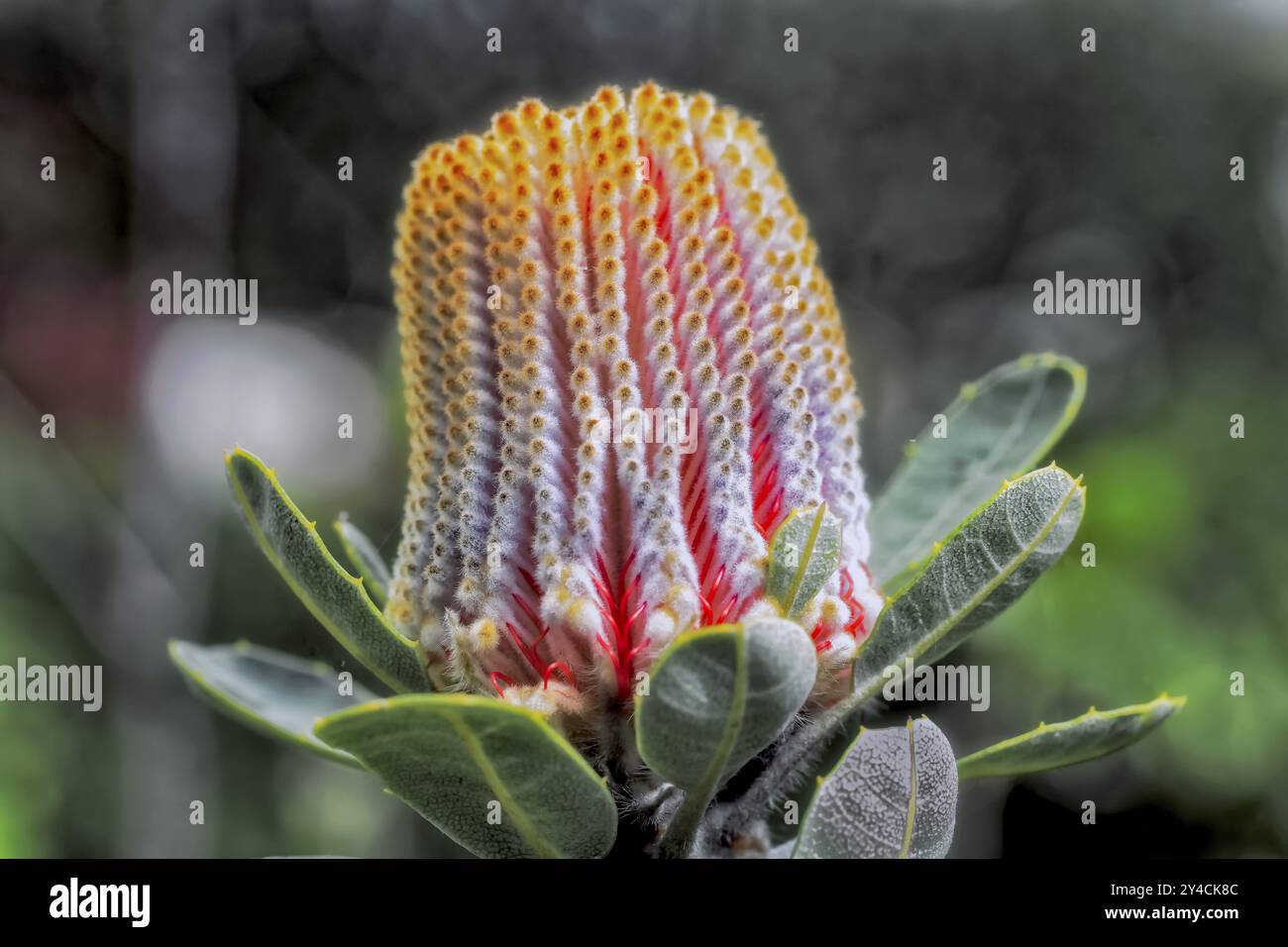 Scarlet Banksia, Banksia coccinea, Australia, Oceania Foto Stock