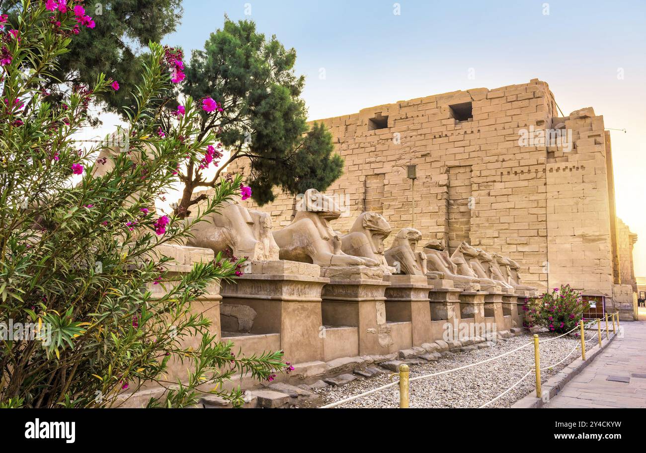 Vicolo di sfingi nel tempio di Karnak vicino ai fiori all'alba Foto Stock