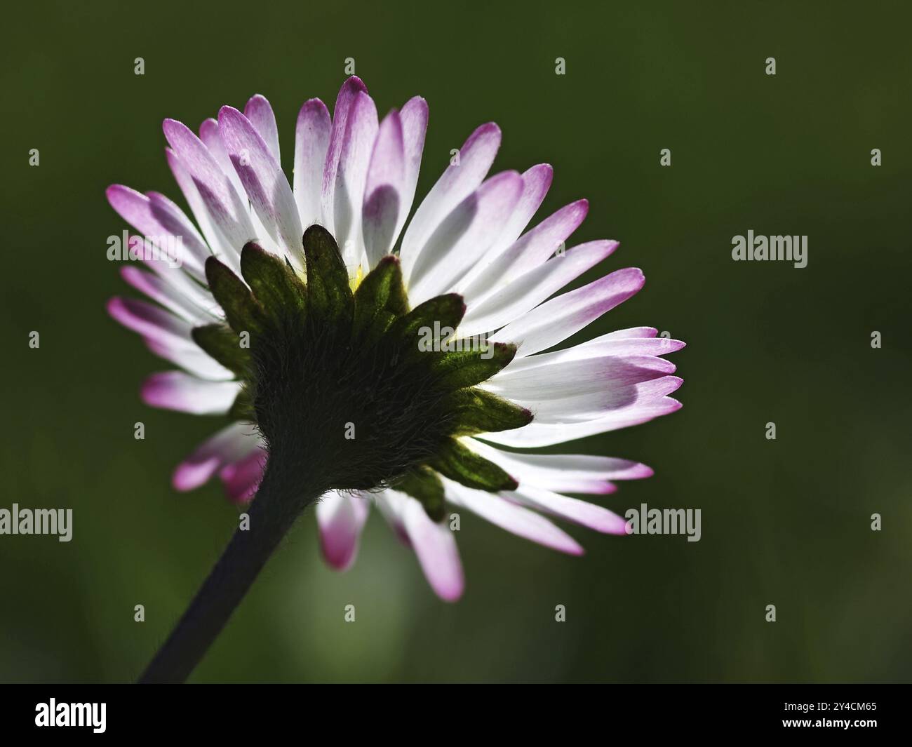Vista dal basso a margherita Foto Stock