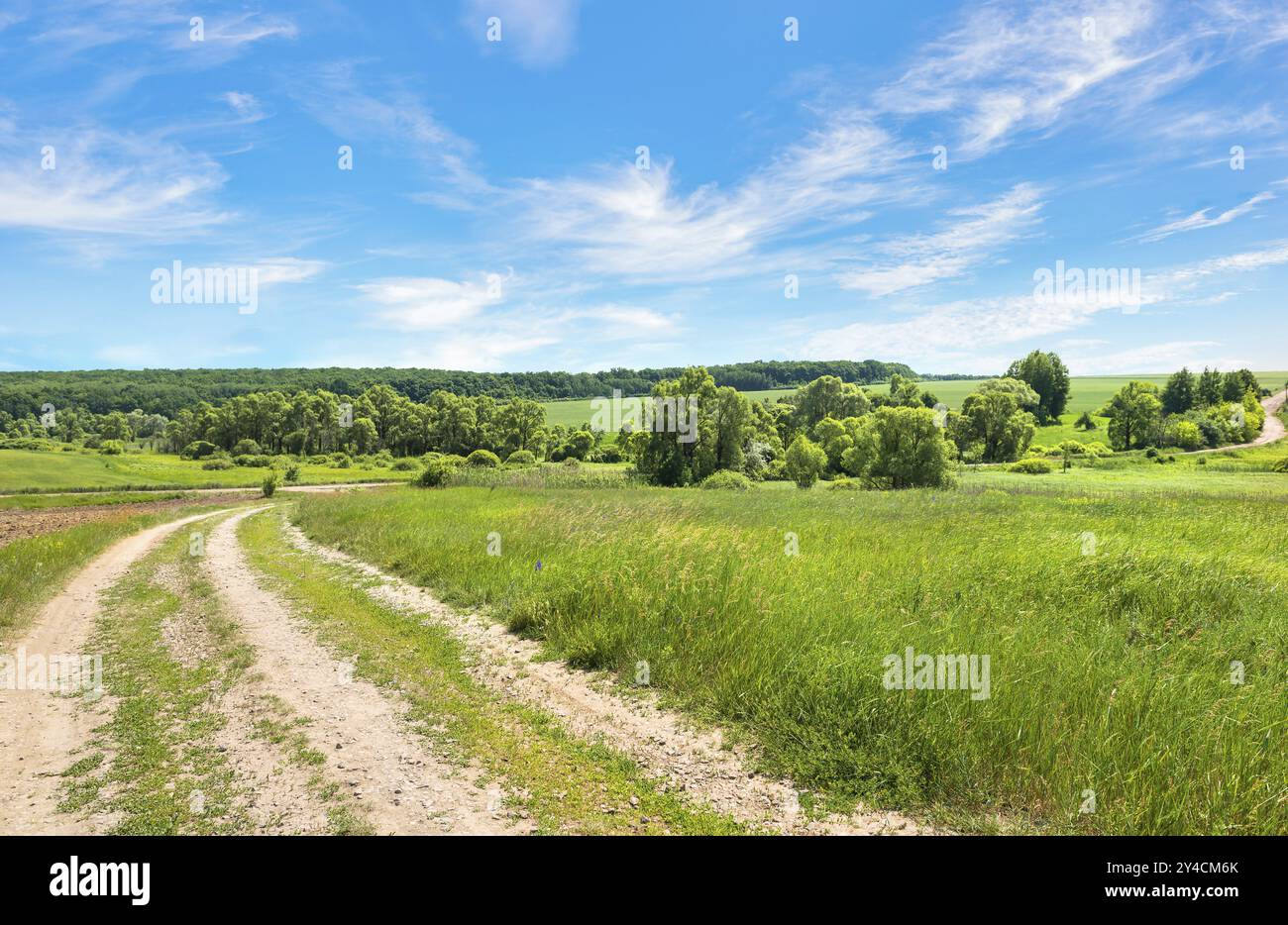 Lunga strada di campagna attraverso campo vicino alla foresta durante il giorno d'estate Foto Stock