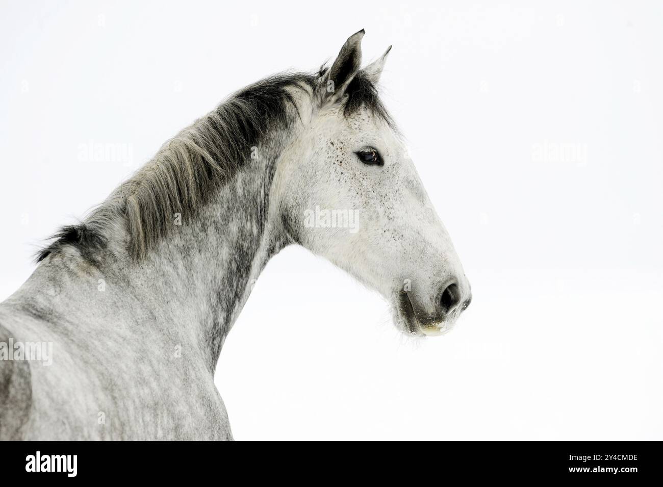 Neve, inverno, corta, esonerata, da dietro, titolo, lead, Wuerttemberger, Heat blood, Heat blood, cavallo, cavalli, gelding, calendario, calendario, coperchio, n. serie Foto Stock