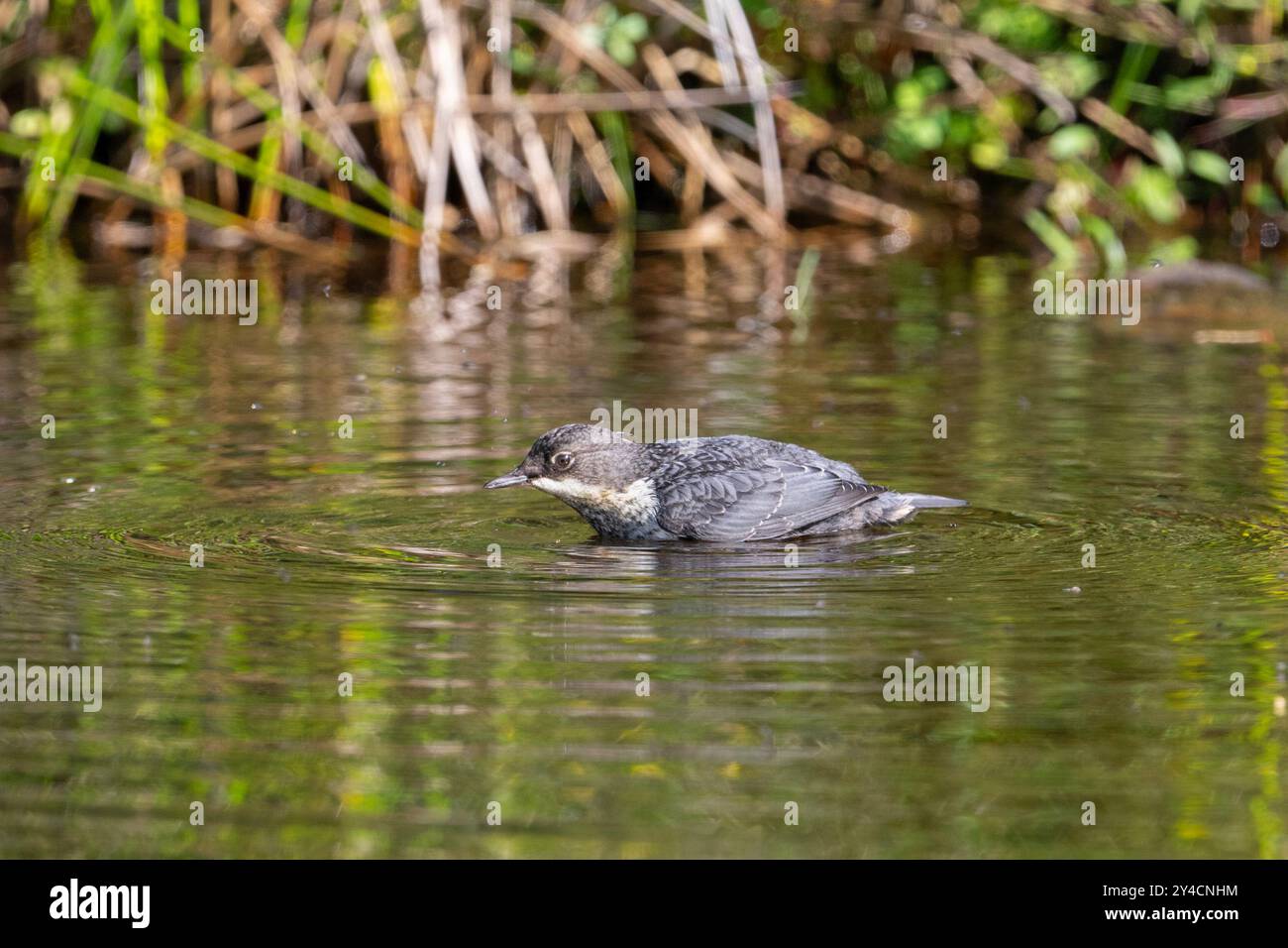 Dipper (Cinclus cinclus) che nuota in un fiume dello Yorkshire. Foto Stock