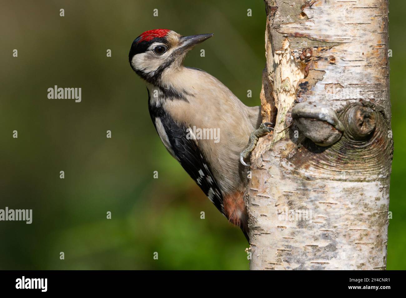 Piccolo picchio maculato (Dendrocopus Major) su un albero di betulla d'argento, nel Peak District NP. Foto Stock