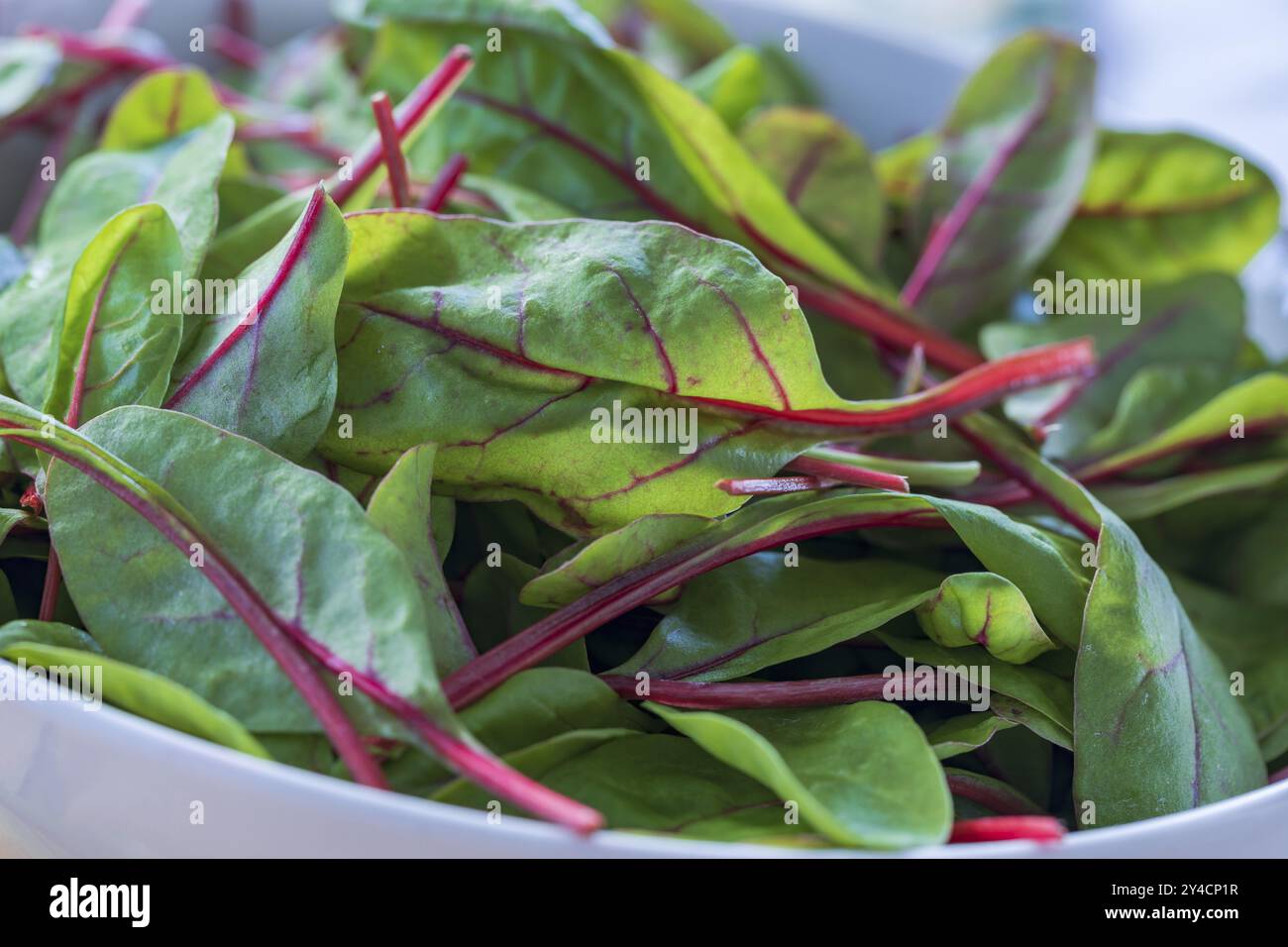 Primo piano di piccole foglie con steli rossi di foglie di bietola Foto Stock