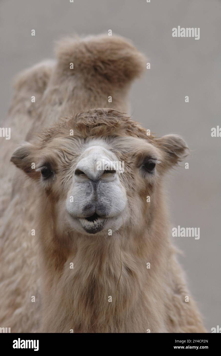 Cammello con due gobbe e labbra borsate Foto Stock