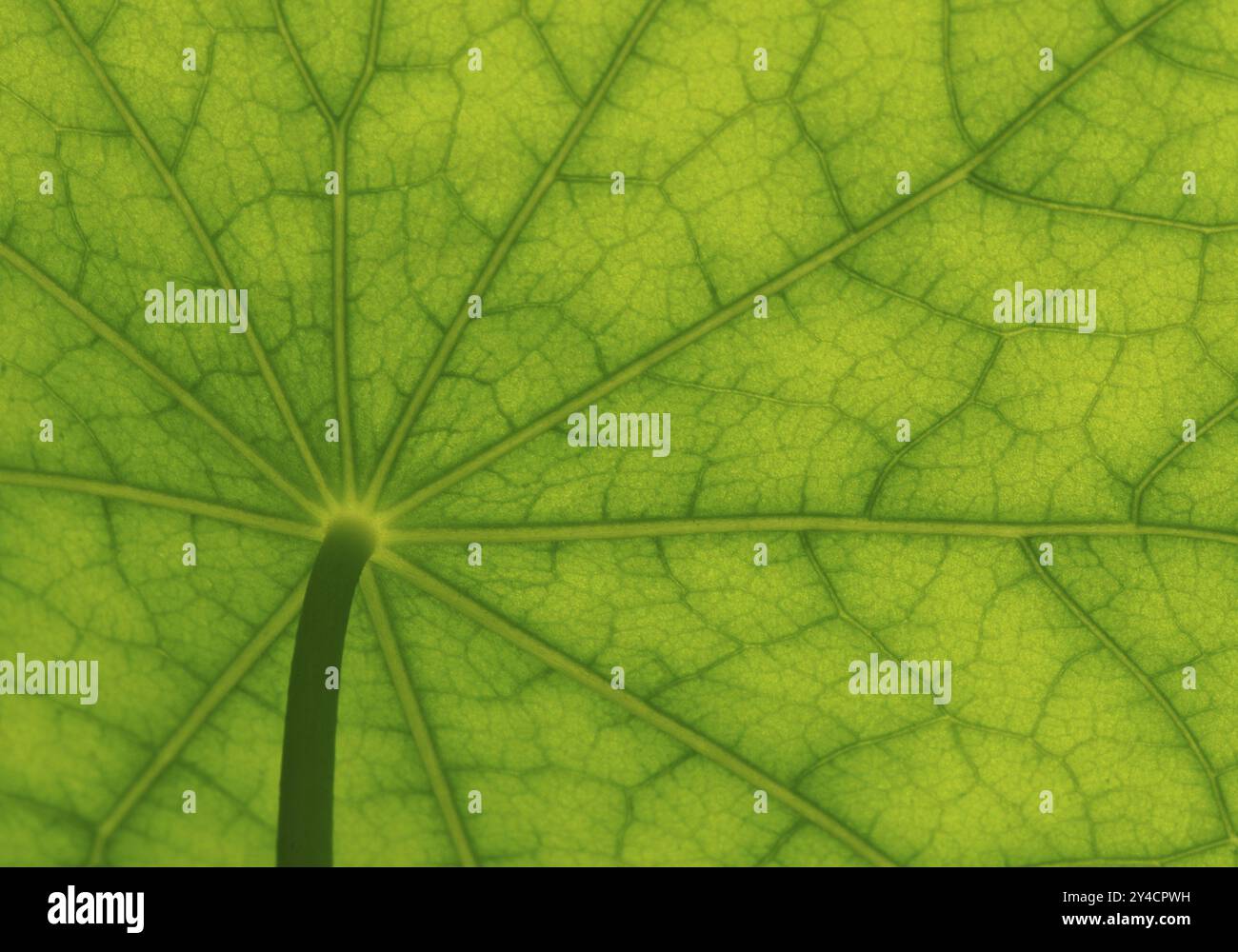 Vista dal basso della superficie delle foglie di un nasturtium Foto Stock