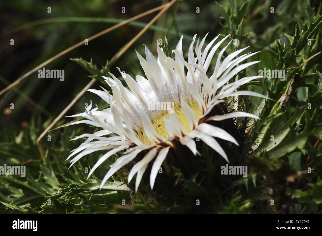 Cardo d'argento, parco naturale di Nagelfluhkette Foto Stock