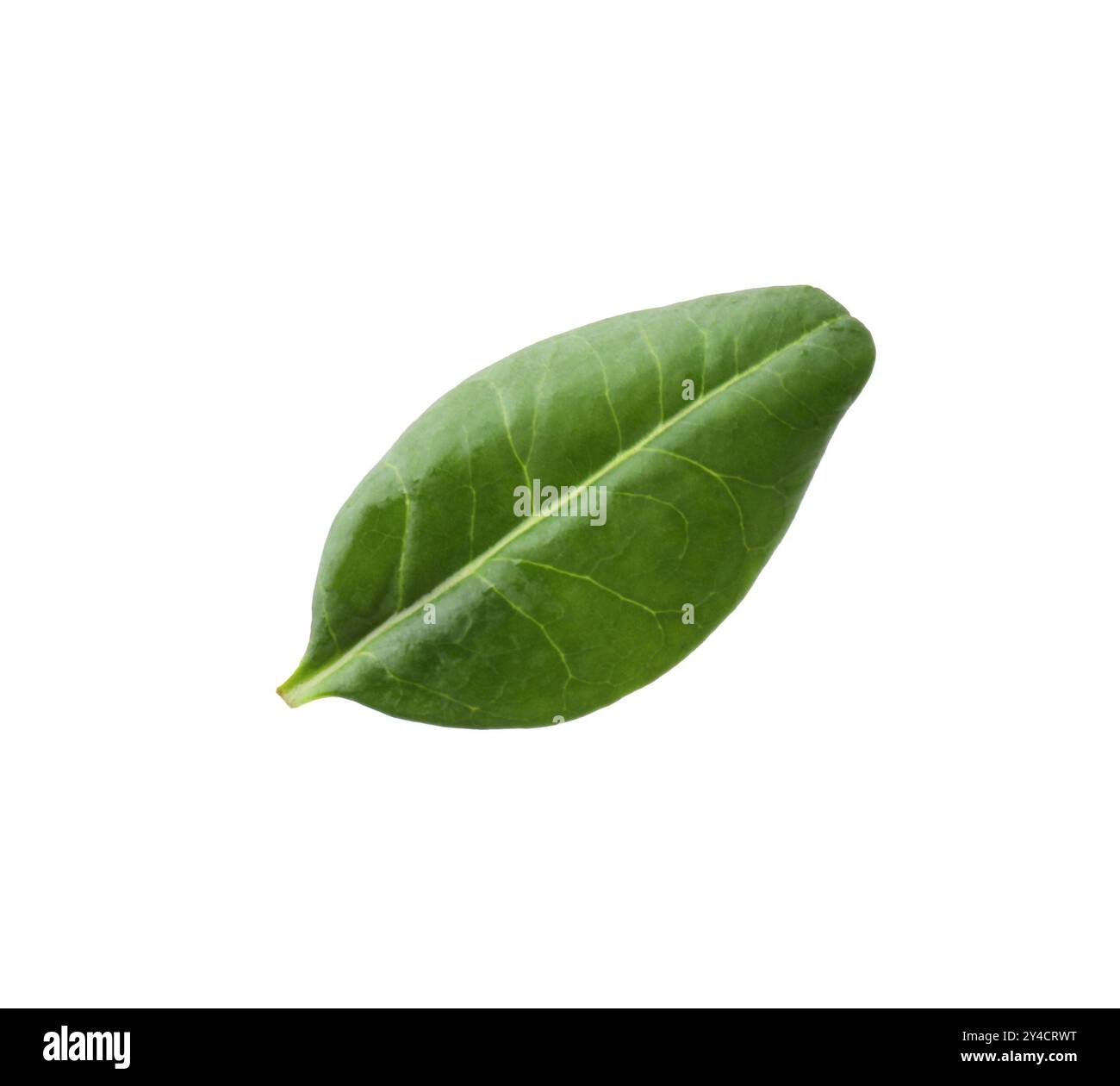 Una foglia di macadamia isolata su bianco Foto Stock