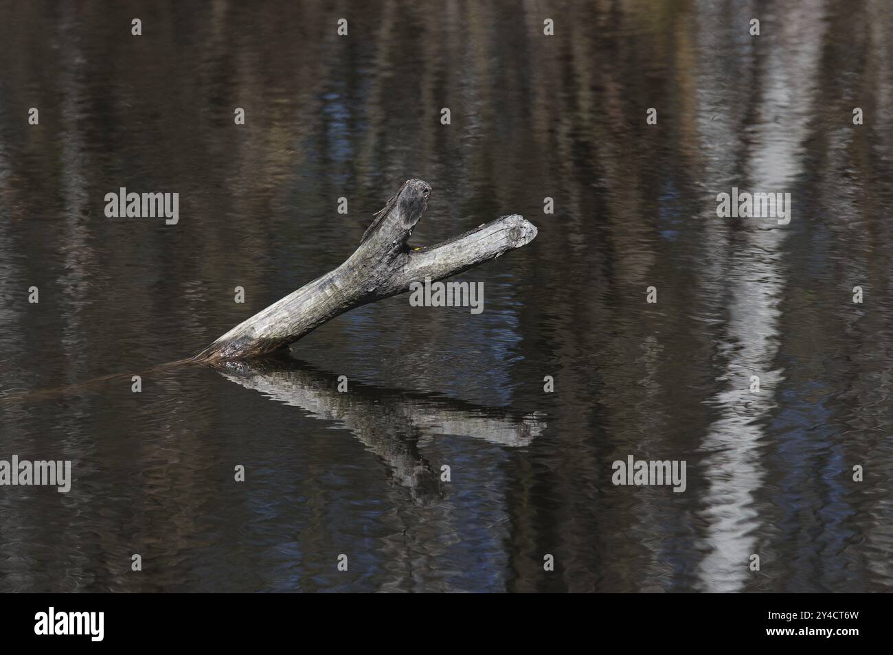 Deadwood con riflessi di alberi nel lago di brughiera Foto Stock