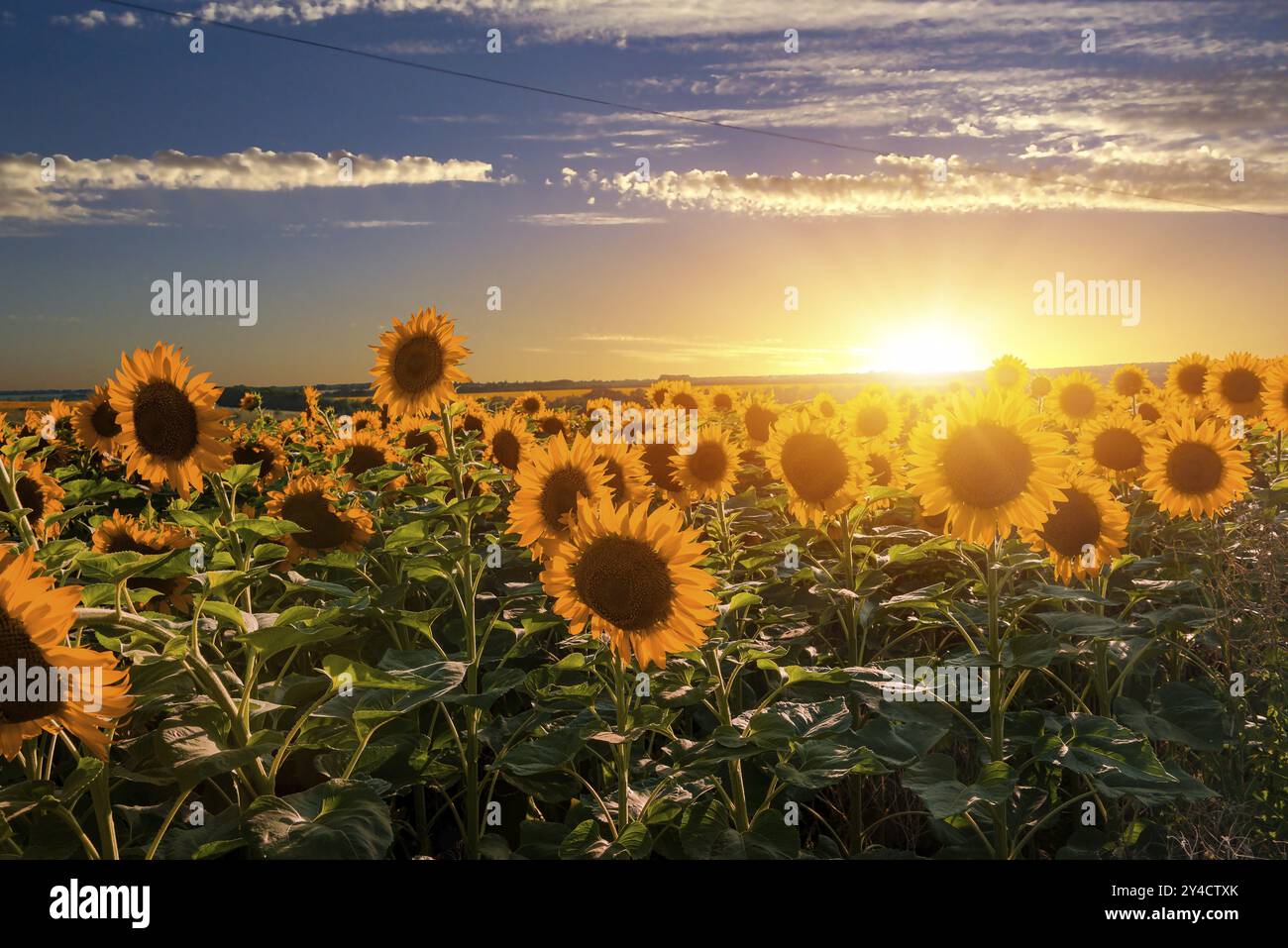Tramonto luminoso sul campo con girasoli fioriti Foto Stock