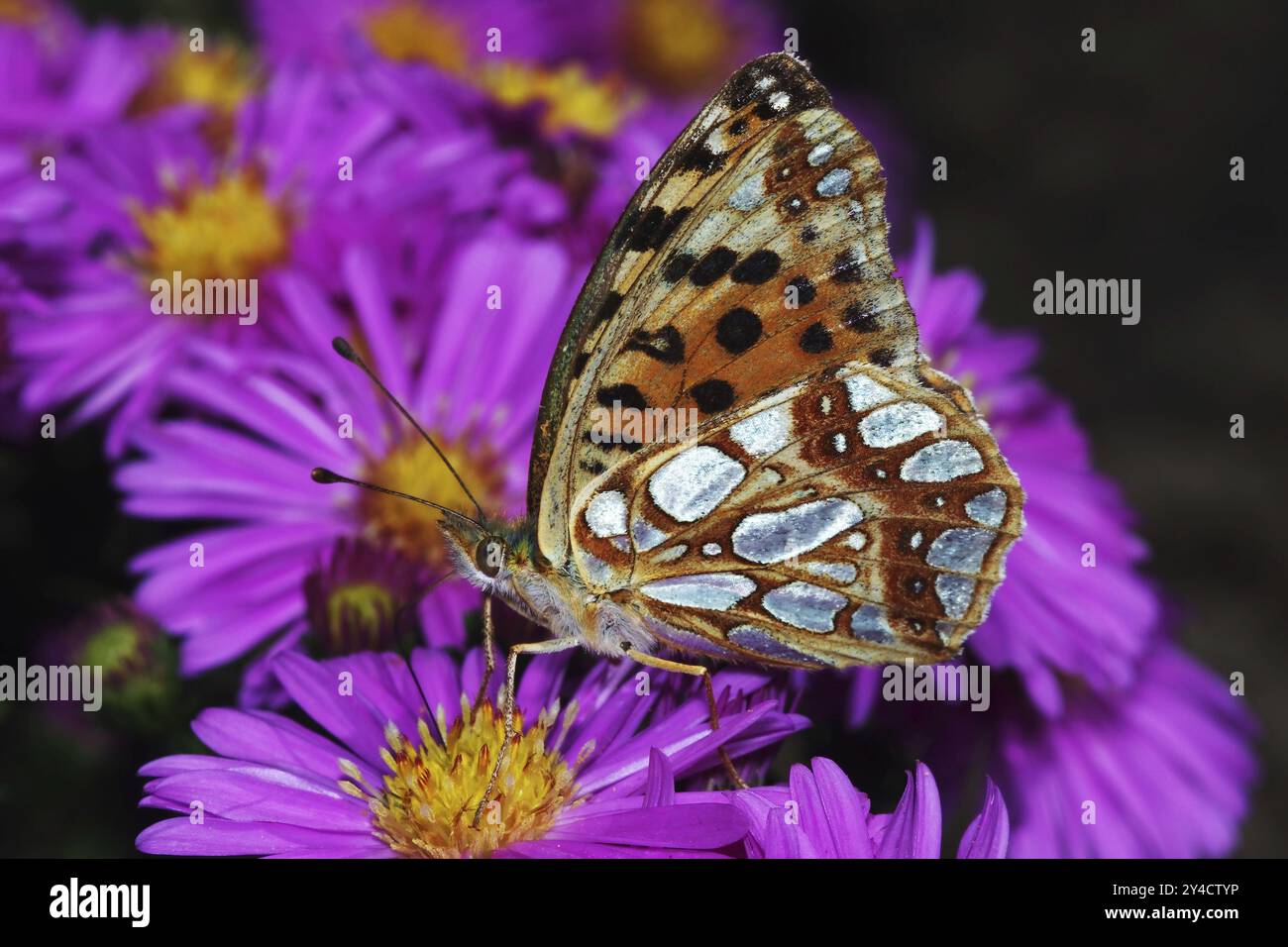 fritillario con bordi di perle sul nettare bevendo aster Foto Stock