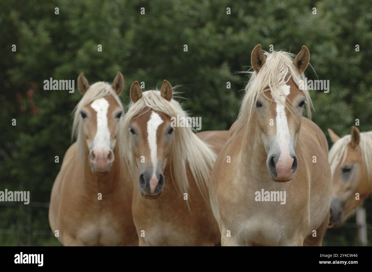 Quattro haflinger al pascolo Foto Stock