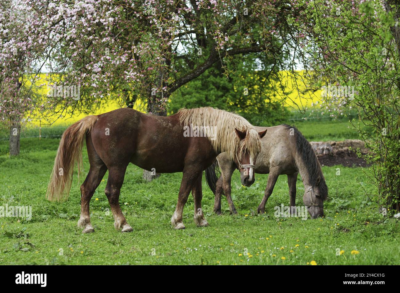 Cavalli che pascolano in un prato di alberi da frutto in fiore Foto Stock