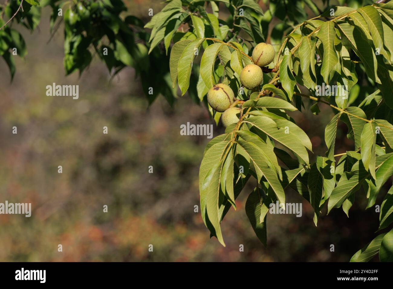 Maturazione delle noci sul noce, Bocairent, Spagna Foto Stock