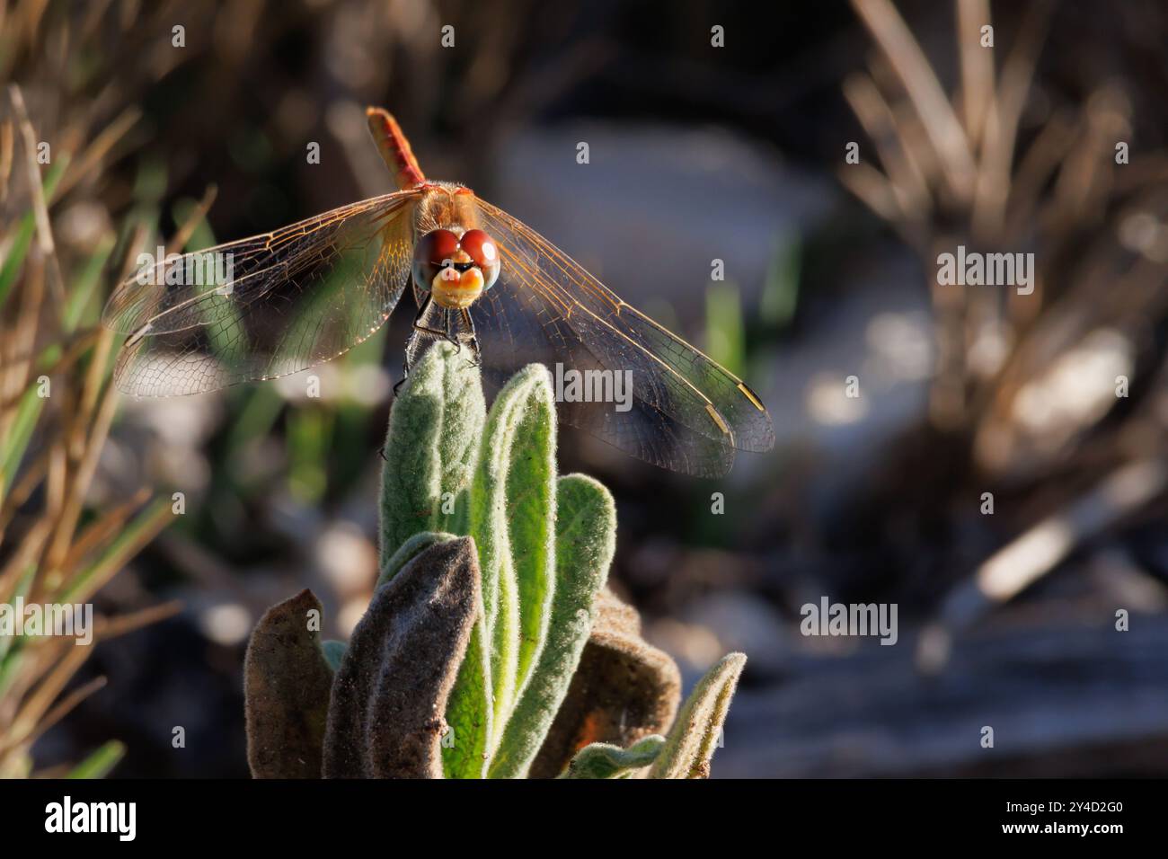 Femmina di libellula Sympetrum fonscolombii vista dal fronte su una foglia di rockrose, Bocairente, Spagna Foto Stock