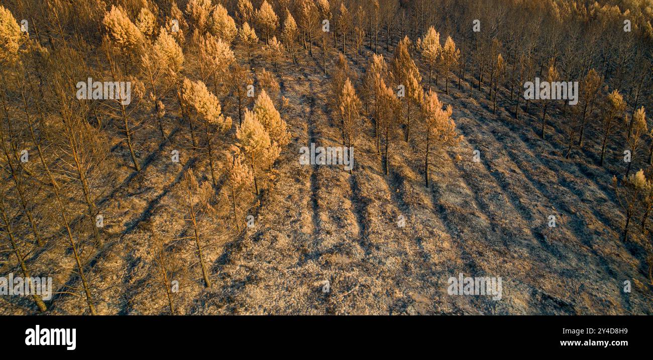 foresta di pini dopo un incendio nella foresta, vista aerea con drone. Disastro ecologico Foto Stock