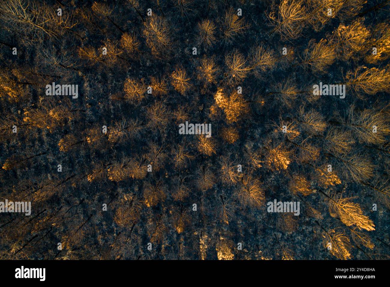 foresta di pini dopo un incendio nella foresta, vista aerea con drone. Concetto di disastro ecologico Foto Stock