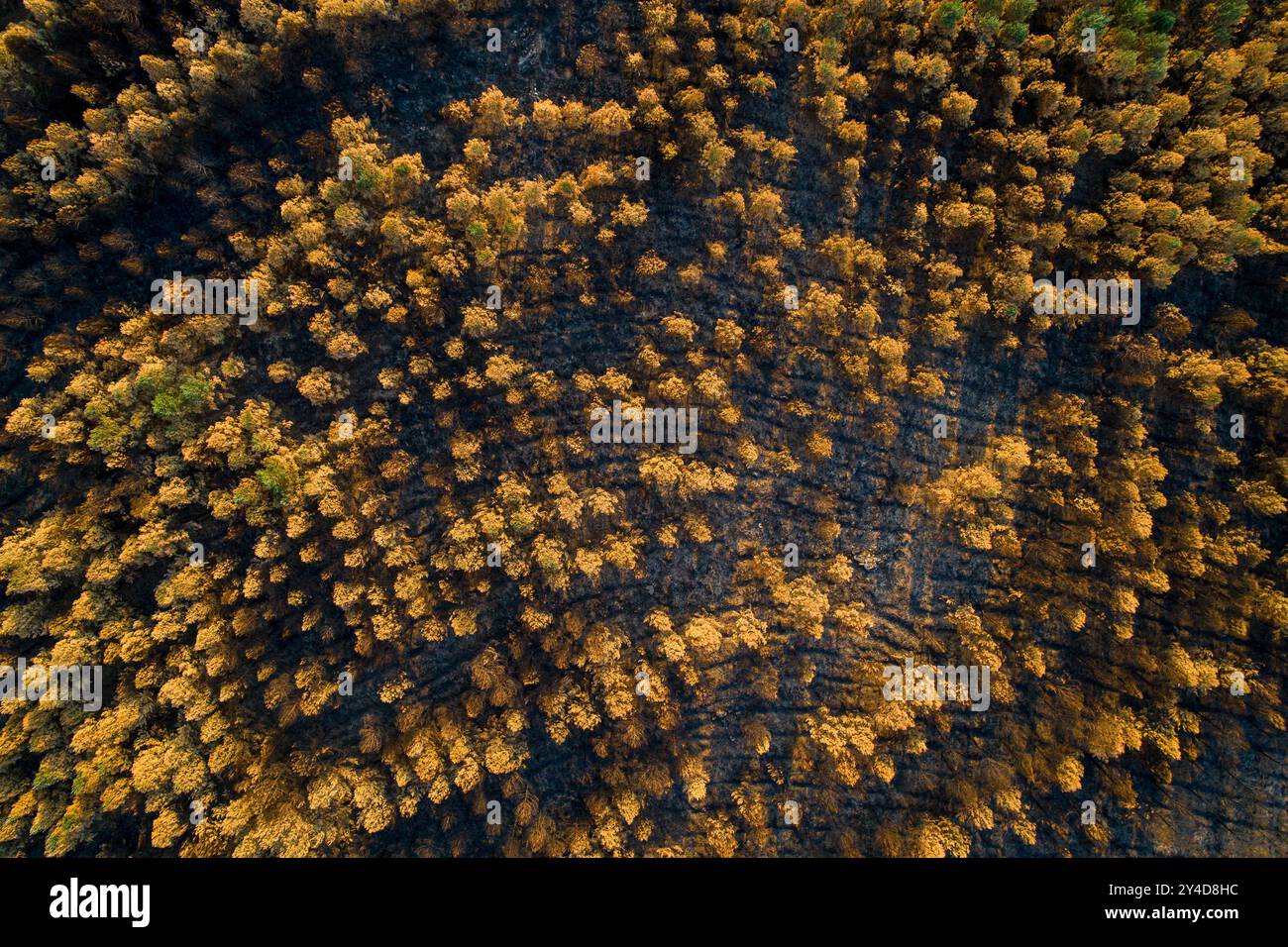 vista aerea di una foresta bruciata da un incendio boschivo, concetto di ecologia Foto Stock