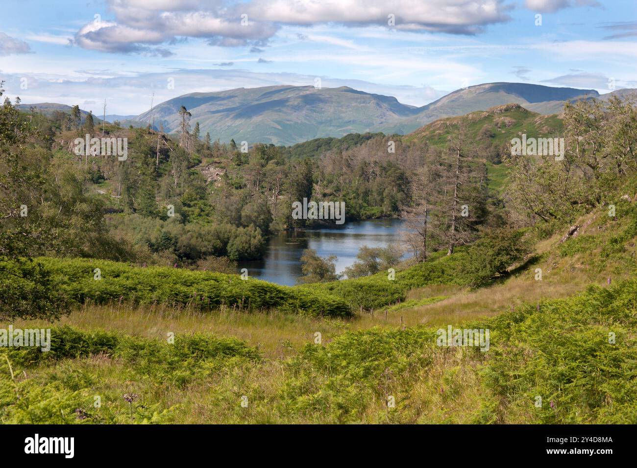 Tarn Hows Vicino Coniston, Lake District, Cumbria, Inghilterra Foto Stock