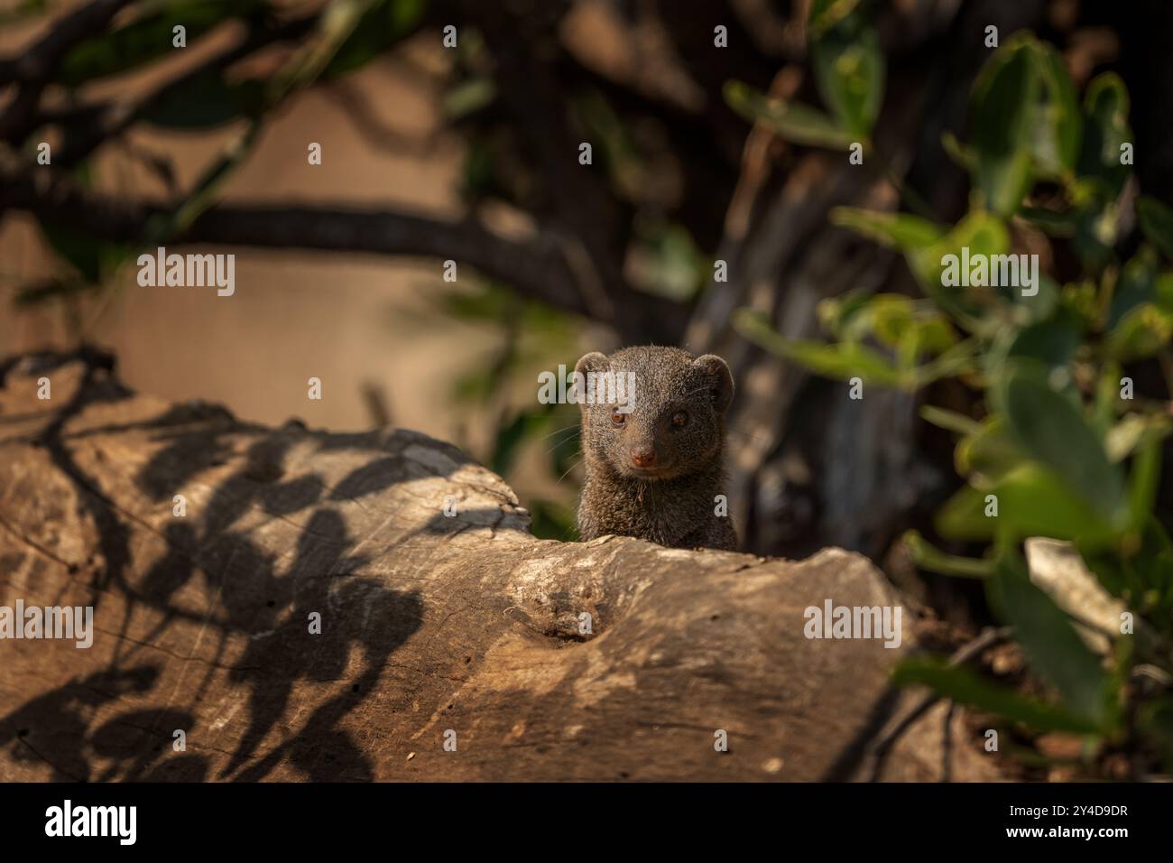 La mangusta nana si nasconde nell'albero. Mongoose nel parco nazionale Kruger. Un piccolo animale africano sembra una donnola che guarda fuori dall'albero. Foto Stock