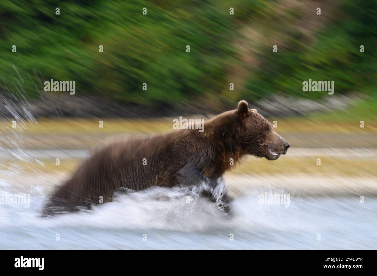 Pesca dell'orso bruno dell'Alaska al Geographic Harbor nel Katmai National Park and Preserve, Alaska. Foto Stock