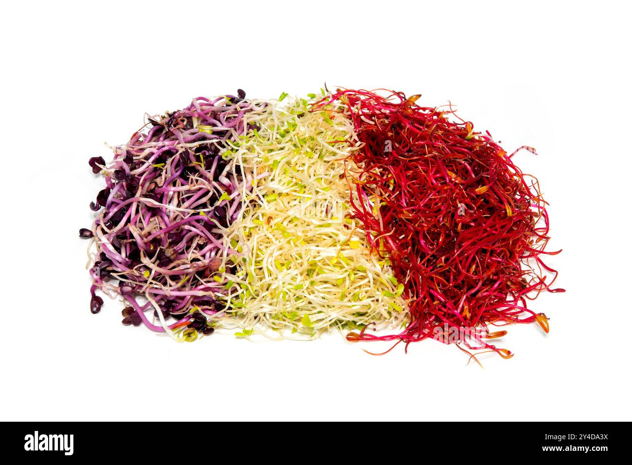 Un mix di erba medica (Medicago sativa), barbabietola rossa (Beta vulgaris) e ravanello rosso (Raphanus sativus) germogli su sfondo bianco Foto Stock