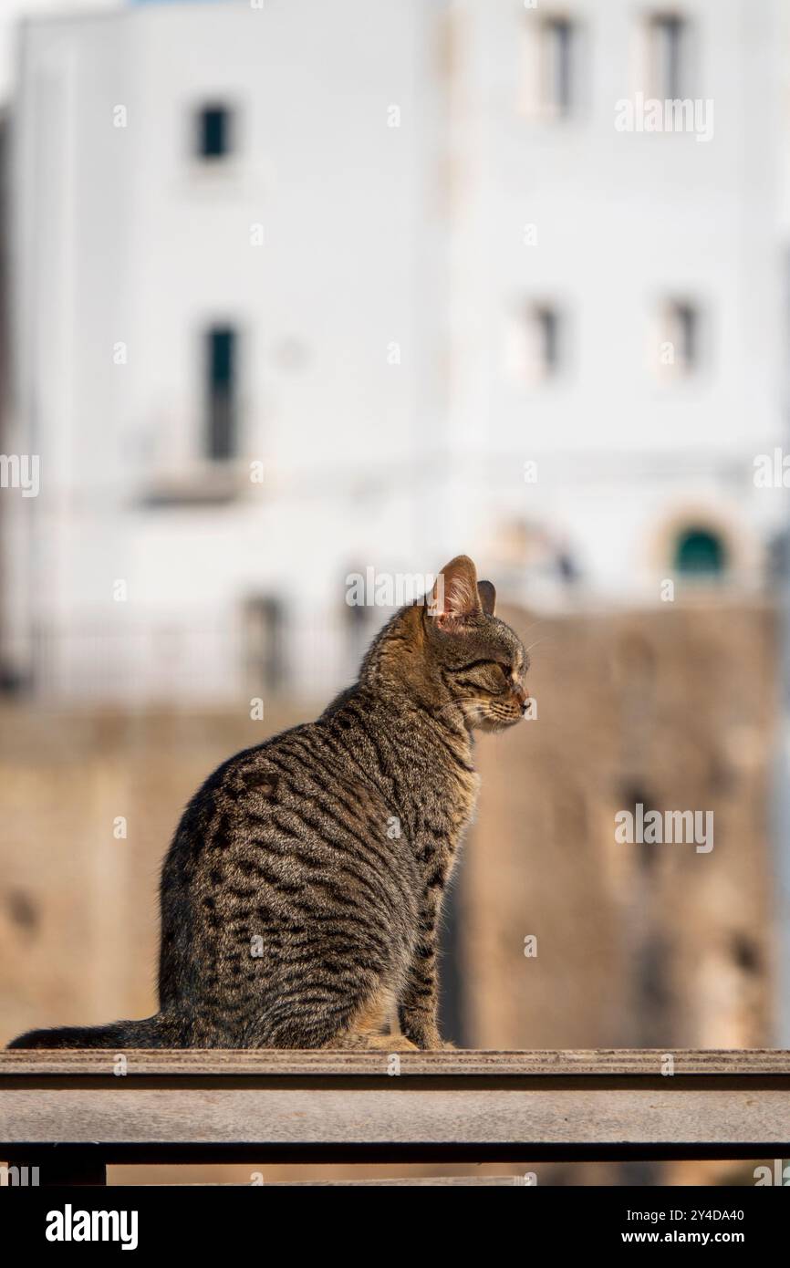 Un gatto randagio siede su una superficie di legno con uno sfondo sfocato della storica città di Polignano a Mare, in Italia Foto Stock