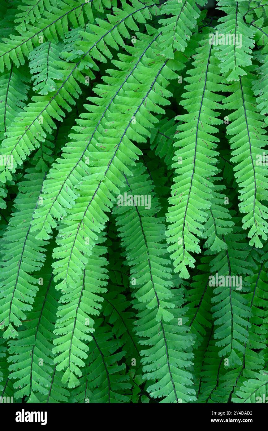 Felce di maidenhair occidentale (Adiantum aleuticum); Olympic National Park, Washington. Foto Stock