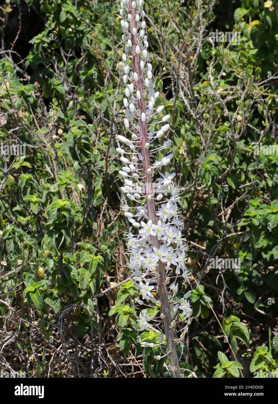 Maritime Squill, Sea Squill, Squill o Sea Onion, Drimia maritima (syn. Urginea maritima), Asparagaceae. Europa, Asia occidentale e Africa settentrionale. Foto Stock