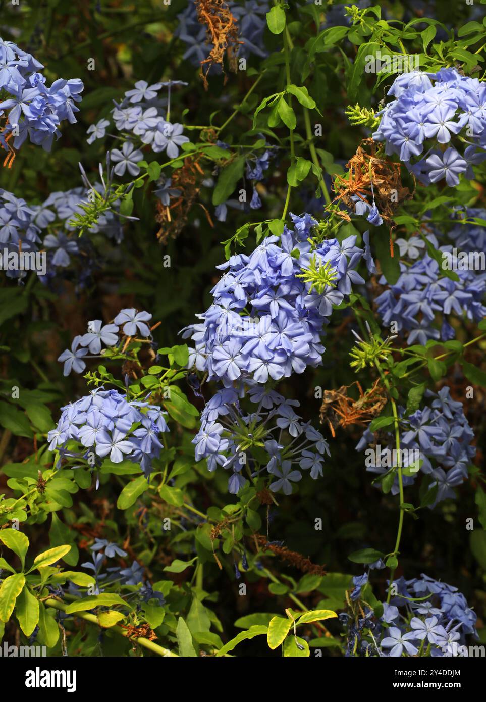 Blue Plumbago, Cape Leadwort, Cape Plumbago o Skyflower, Plumbago auriculata (Plumbago capensis), Plumbaginaceae. Sudafrica. Foto Stock