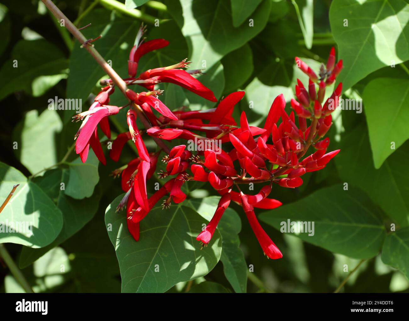 Coral Bean Tree, Cherokee Bean, Mamou Plant, Red Cardinal o Cardinal Spear, Erythrina herbacea, Fabaceae. Stati Uniti meridionali e Messico, Nord America. Foto Stock