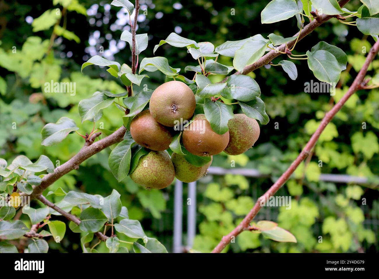 Un innesto di successo dell'albero di Pear Cubbington stimato essere di 250 - 300 anni, abbattuto nel 2018 per far posto alla linea ferroviaria HS2. Foto Stock