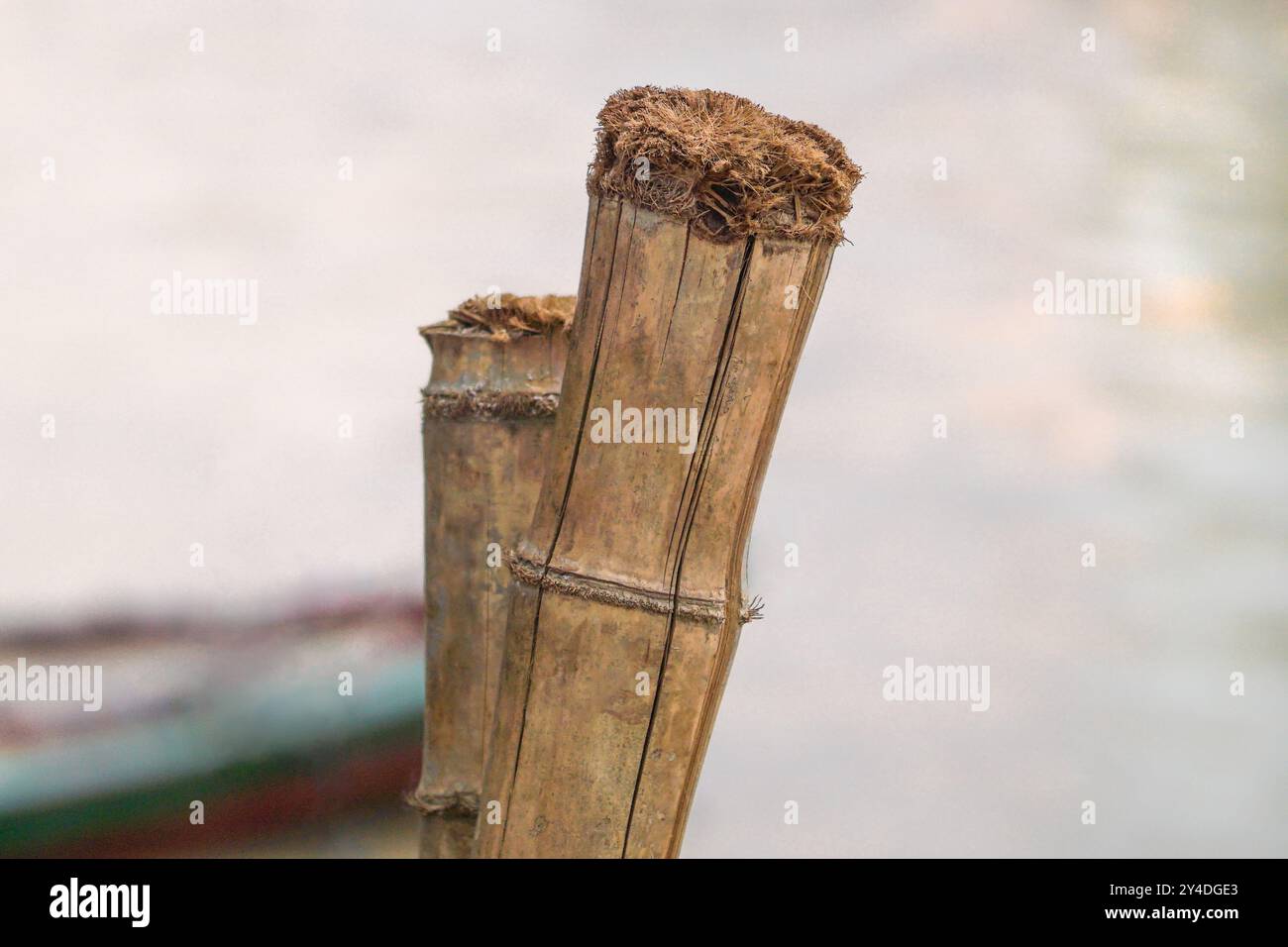 Bamboo asciutto di colore marrone per scatti ravvicinati estremi Foto Stock