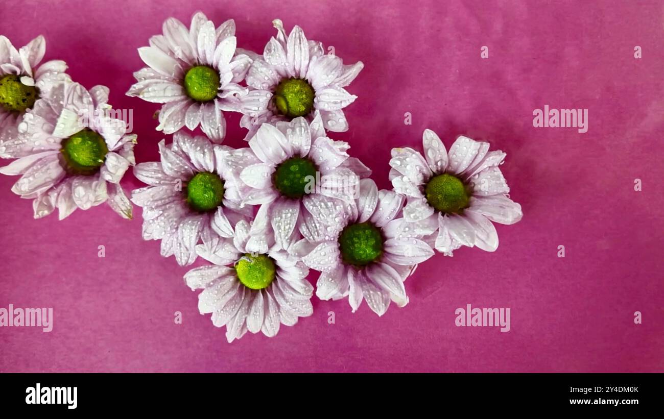 Piccoli fiori bianchi di crisantemo galleggiano nell'acqua. Le gocce di pioggia cadono sui fiori di crisantemo su sfondo viola. Concetto di spa, benessere, self-service Foto Stock