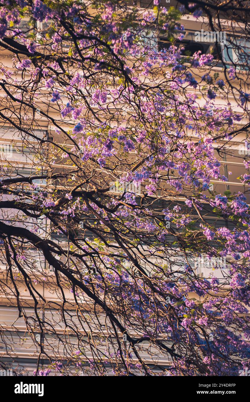 Vivid Jacaranda Flowers Marking Spring’s Arrival Foto Stock
