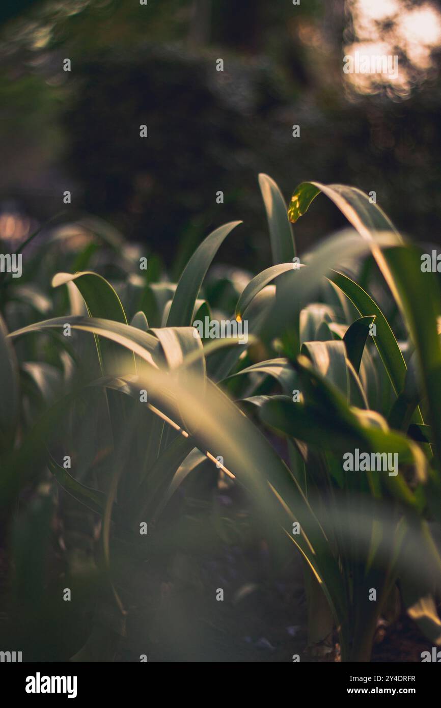 Eleganti foglie verdi lunghe catturate nel giardino Foto Stock