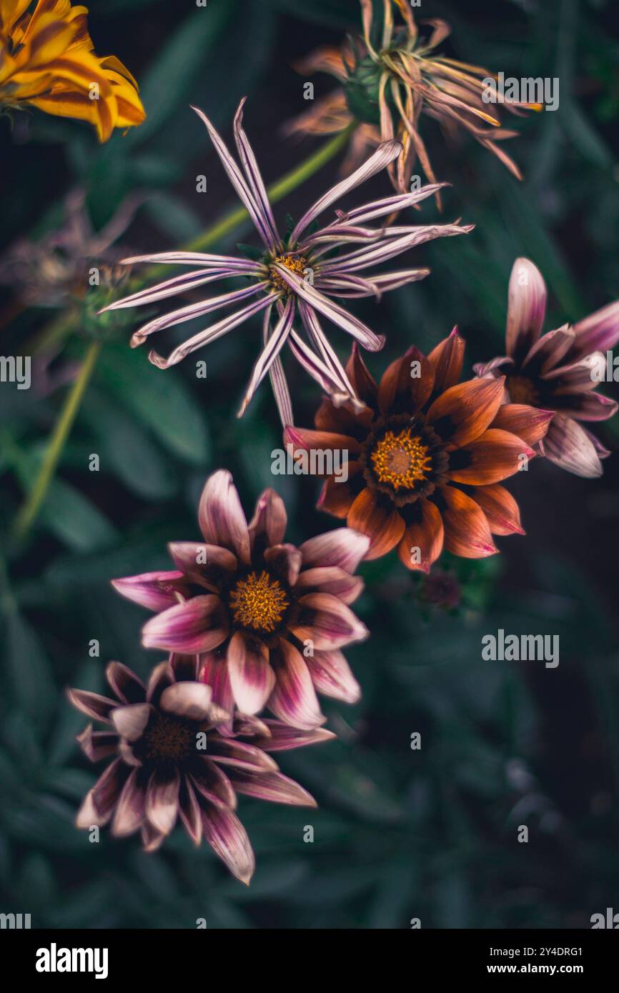 Risveglio primaverile: Fioriture brillanti e nuova vita Foto Stock