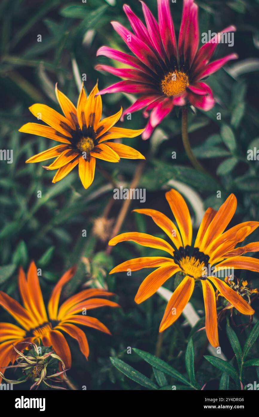 Le luccicanti fioriture primaverili piene di colore Foto Stock