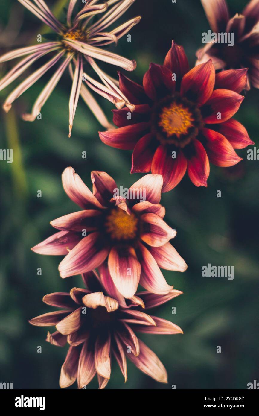 Fiorenti fiori primaverili nel giardino Foto Stock