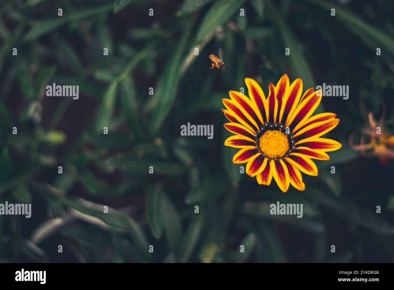 Fiori primaverili colorati sotto il sole Foto Stock