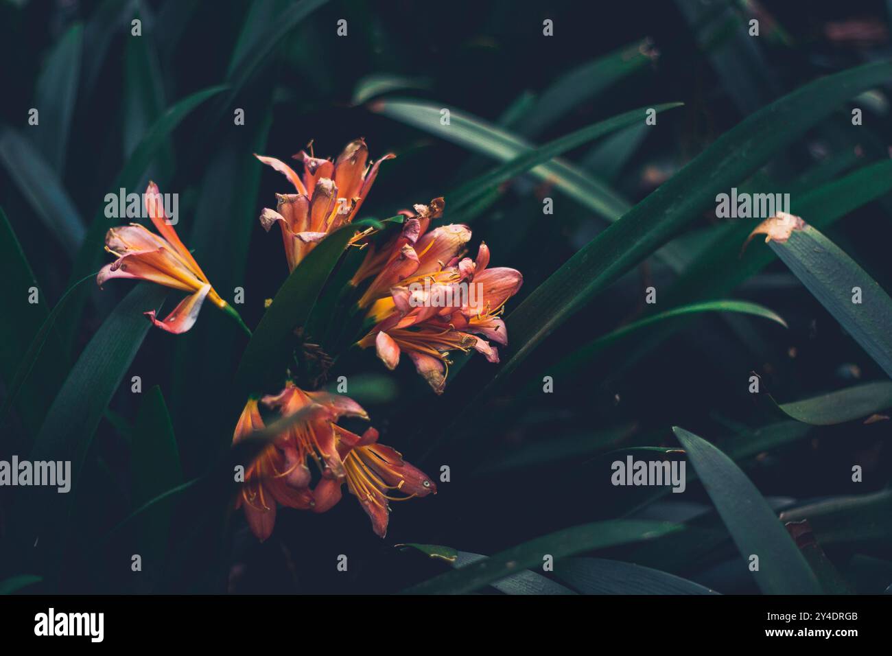 Vivaci fiori che segnano l'arrivo della primavera Foto Stock