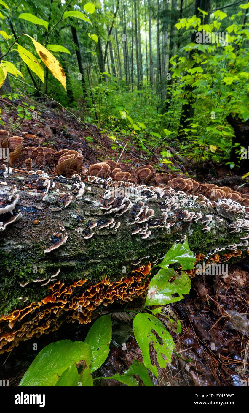 Funghi coda di tacchino (Trametes versicolor) e funghi coda di tacchino falsi (Stereum sp.) Crescendo su tronchi caduti - Pisgah National Forest, vicino a Brevard Foto Stock