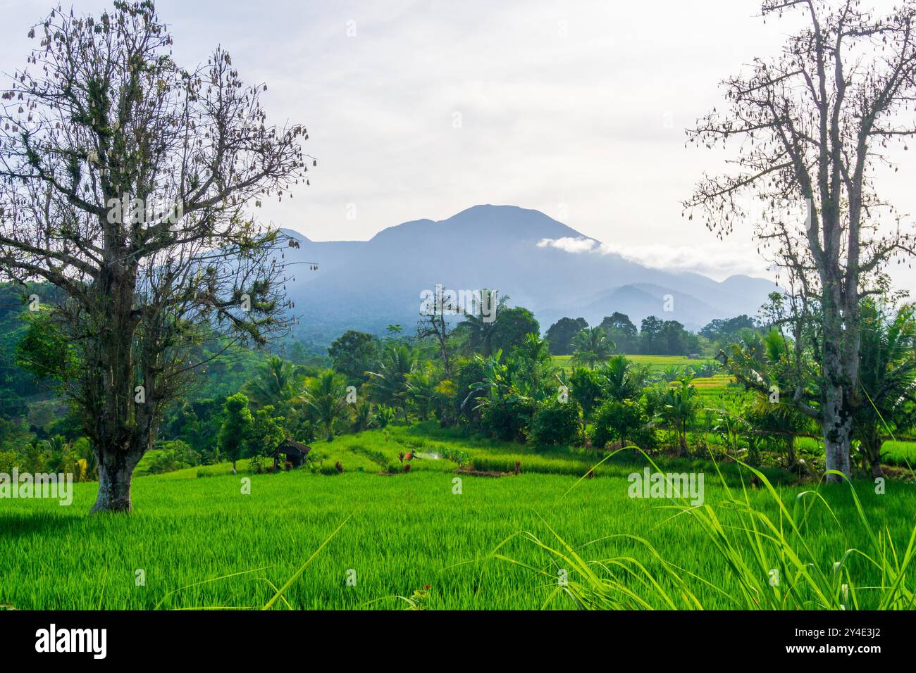 Paesaggio di bellezza indonesiana risaie nel nord di bengkulu, splendida vista naturale mattutina dall'Indonesia delle montagne e della foresta tropicale Foto Stock