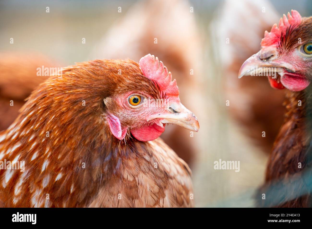 Due polli si guardano da vicino. Foto Stock