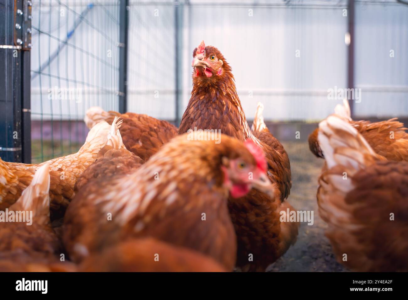 Molte giovani galline ovaiole di colore marrone sul pascolo, fattoria di casa. Foto Stock