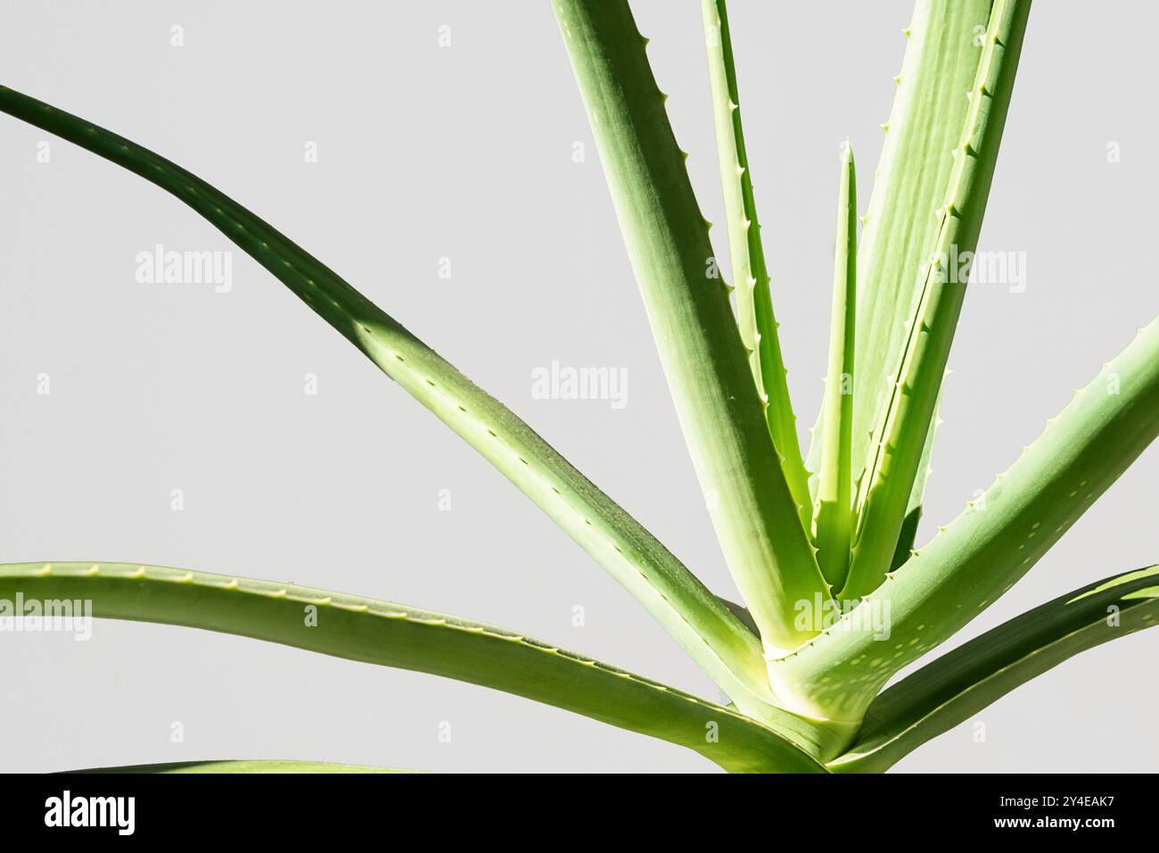 Pianta di aloe vera su sfondo grigio chiaro. Foto Stock