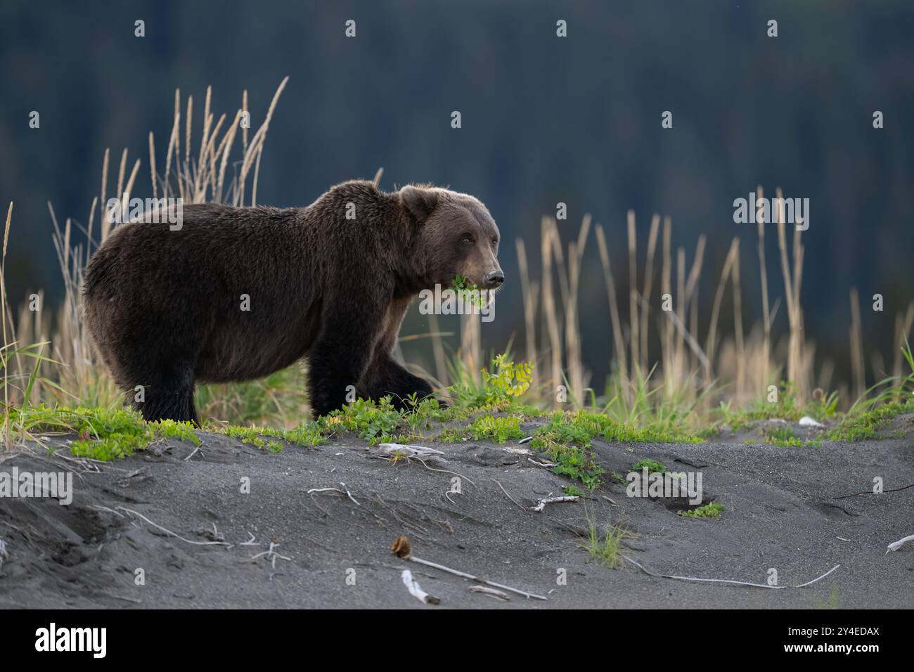 Orso bruno che pascolano sui piselli da spiaggia, Lake Clark National Park, Alaska Foto Stock